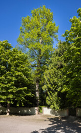 Schloss und Schlossgarten Schwetzingen - Garten - Anlagen - Boskett des Naturtheaters - Von Südwest - Blick auf eine gemeine Linde (Tilia x europaea, Baum-Nr. 364) etwas südlich des Apollo-Tempels, nahe der Querachse Schwarzmeer; rechts zwei Eingänge in der Südwestecke des Bosketts (aufgenommen im April 2026, am späten Nachmittag) Schloss und Schlossgarten Schwetzingen - Garten - Anlagen - Boskett des Naturtheaters - Von Südwest - Blick auf eine gemeine Linde (Tilia x europaea, Baum-Nr. 364) etwas südlich des Apollo-Tempels, nahe der Querachse Schwarzmeer; rechts zwei Eingänge in der Südwestecke des Bosketts (aufgenommen im April 2026, am späten Nachmittag)