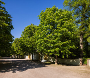 Schloss und Schlossgarten Schwetzingen - Garten - Querachse Schwarzmeer - Von Südwest - Blick auf eine gemeine Rosskastanie (Aesculus hippocastanum, Baum-Nr. 5229) auf der Ostseite der Querachse Schwarzmeer, etwas südlich des Apollo-Tempels (aufgenommen im April 2026, am späten Nachmittag)