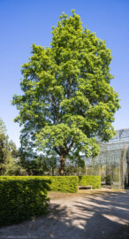Schloss und Schlossgarten Schwetzingen - Garten - Anlagen - Nördliche Angloise - Von Westen - Blick auf einen Spitz-Ahorn (Acer platanoides, Baum-Nr. 461) beim Weg vom nördlichen Laubengang zum Galateabrunnen; rechts im Hintergrund der nördliche Laubengang; der Weg im Vordergrund führt zum Galateabrunnen (aufgenommen im April 2026, am späten Nachmittag)