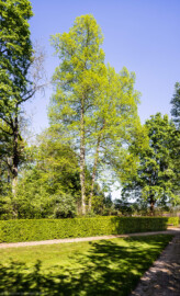 Schloss und Schlossgarten Schwetzingen - Garten - Anlagen - Nördliche Angloise - Von Westen - Blick auf eine Winter-Linde (Tilia cordata, Baum-Nr. 475) östlich des Galateabrunnens; rechts im Hintergrund der nördliche Laubengang; die beiden Wege im Vordergrund führen zum Galateabrunnen (aufgenommen im April 2026, am späten Nachmittag)