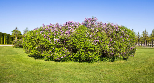 Schloss und Schlossgarten Schwetzingen - Garten - Kreisparterre - Nordwestlicher Kreissektor - Von Nordwest - Blick auf ein Fliedergebüsch im Rasenfeld eines Kreissektors; das Blütengehölz ist ein gewöhnlicher Flieder (Syringa vulgaris) (aufgenommen im April 2026, am späten Nachmittag)
