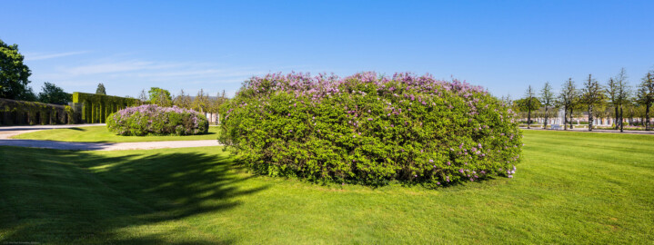 Schloss und Schlossgarten Schwetzingen - Garten - Kreisparterre - Nordwestlicher Kreissektor - Von Westen - Blick auf zwei Fliedergebüsche im Rasenfeld eines Kreissektors; das Blütengehölz ist ein gewöhnlicher Flieder (Syringa vulgaris) (aufgenommen im April 2026, am späten Nachmittag)