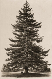 Schloss und Schlossgarten Schwetzingen - Muskauer Park: freistehende Fichte im großen Tiergarten - Tafel 41 des Buchs "Hermann von Pückler-Muskau: Andeutungen über Landschaftsgärtnerei - Verbunden mit der Beschreibung ihrer praktischen Anwendung in Muskau - 1834" (Bildnachweis: https://doi.org/10.11588/diglit.1669, gemeinfrei) Schloss und Schlossgarten Schwetzingen - Muskauer Park: freistehende Fichte im großen Tiergarten - Tafel 41 des Buchs "Hermann von Pückler-Muskau: Andeutungen über Landschaftsgärtnerei - Verbunden mit der Beschreibung ihrer praktischen Anwendung in Muskau - 1834" (Bildnachweis: https://doi.org/10.11588/diglit.1669, gemeinfrei)