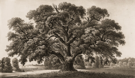 Schloss und Schlossgarten Schwetzingen - Muskauer Park: seltsam geformte Eiche im großen Tiergarten - Tafel 42 des Buchs "Hermann von Pückler-Muskau: Andeutungen über Landschaftsgärtnerei - Verbunden mit der Beschreibung ihrer praktischen Anwendung in Muskau - 1834" (Bildnachweis: https://doi.org/10.11588/diglit.1669, gemeinfrei) Schloss und Schlossgarten Schwetzingen - Muskauer Park: seltsam geformte Eiche im großen Tiergarten - Tafel 42 des Buchs "Hermann von Pückler-Muskau: Andeutungen über Landschaftsgärtnerei - Verbunden mit der Beschreibung ihrer praktischen Anwendung in Muskau - 1834" (Bildnachweis: https://doi.org/10.11588/diglit.1669, gemeinfrei)