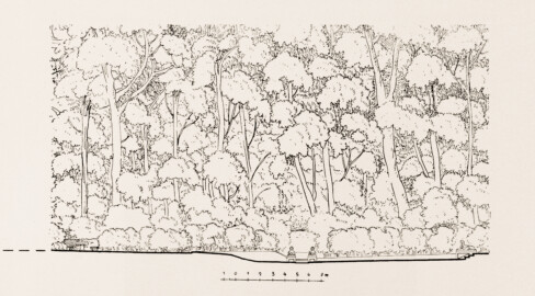 Schloss und Schlossgarten Schwetzingen - Naturtheater, Längsschnitt - Zeichnung von Wilhelm Schweitzer, 1930 (Bildnachweis: Die Kunstdenkmäler des Amtsbezirks Mannheim – Stadt Schwetzingen – 1933) Schloss und Schlossgarten Schwetzingen - Naturtheater, Längsschnitt - Zeichnung von Wilhelm Schweitzer, 1930 (Bildnachweis: Die Kunstdenkmäler des Amtsbezirks Mannheim – Stadt Schwetzingen – 1933)