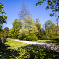 Schloss Bruchsal - Schlossgarten - Südlich der Mitte des Gartens - Blick nach Nordosten auf grünende Bäume und Sträucher im Sonnenlicht (aufgenommen im April 2021, am Nachmittag)