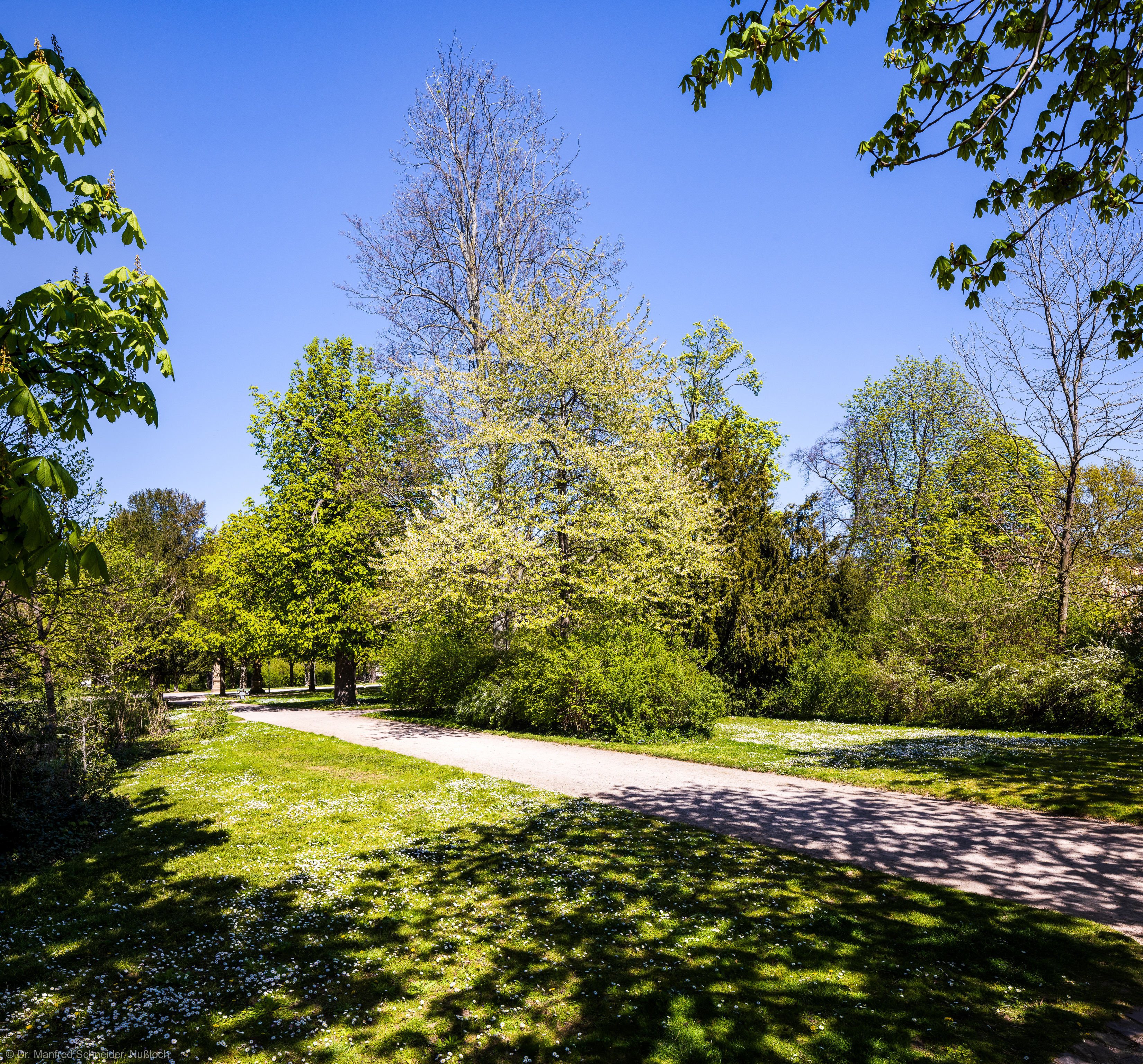 Schloss Bruchsal - Schlossgarten - Südlich der Mitte des Gartens - Blick nach Nordosten auf grünende Bäume und Sträucher im Sonnenlicht (aufgenommen im April 2021, am Nachmittag)