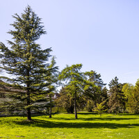 Schloss und Schlossgarten Schwetzingen - Garten - Vorplatz zum Arboretum - Von Nordost - Blick auf den Vorplatz zum Arboretum; links Anbauten der Neuen Orangerie; der große Baum links ist eine Himalaja-Zeder (Cedrus deodara) (aufgenommen im April 2023, um die Mittagszeit) 