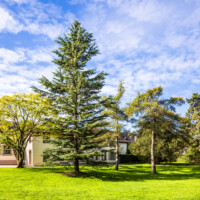 Schloss und Schlossgarten Schwetzingen - Garten - Arboretum, Sektor B, Vorplatz - Von Nordost - Blick auf den Vorplatz zum Arboretum; im Hintergrund die Nordseite der Neuen Orangerie; der Baum ganz links ist ein Amerikanisches Gelbholz (Cladrastis lutea), der hohe Baum links der Mitte eine Himalaja-Zeder (Cedrus deodara), die beiden Bäume rechts davon sind Japanische Lärchen (Larix kaempferi) und der große Baum ganz rechts ist eine Europäische Lärche (Larix decidua) (aufgenommen im August 2023, am Vormittag)