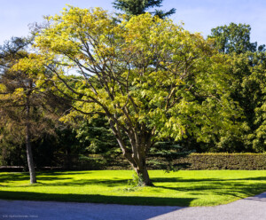 Schloss und Schlossgarten Schwetzingen - Garten - Arboretum, Sektor B, Vorplatz - Von Südost - Blick auf den Vorplatz zum Arboretum; der Baum in der Mitte ist ein Amerikanisches Gelbholz (Cladrastis lutea) (aufgenommen im September 2023, am späten Nachmittag)