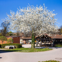 Schloss und Schlossgarten Schwetzingen - Garten - Betriebshof - Von Südwest - Blick auf einen blühenden Kirschbaum in der Mitte des Betriebshofs (aufgenommen im April 2025, am späten Nachmittag)