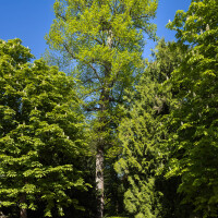 Schloss und Schlossgarten Schwetzingen - Garten - Anlagen - Boskett des Naturtheaters - Von Südwest - Blick auf eine gemeine Linde (Tilia x europaea, Baum-Nr. 364) etwas südlich des Apollo-Tempels, nahe der Querachse Schwarzmeer; rechts zwei Eingänge in der Südwestecke des Bosketts (aufgenommen im April 2026, am späten Nachmittag)