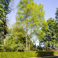 Schloss und Schlossgarten Schwetzingen - Garten - Anlagen - Nördliche Angloise - Von Westen - Blick auf eine Winter-Linde (Tilia cordata, Baum-Nr. 475) östlich des Galateabrunnens; rechts im Hintergrund der nördliche Laubengang; die beiden Wege im Vordergrund führen zum Galateabrunnen (aufgenommen im April 2026, am späten Nachmittag)